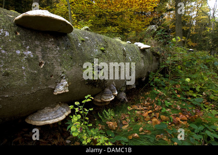 hoof fungus, tinder bracket (Fomes fomentarius), at the trunk of a fallen tree in the forest, Belgium Stock Photo