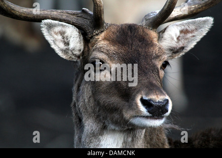 Extremely detailed close-up and crop of the head of a  male stag Fallow Deer (Dama Dama)