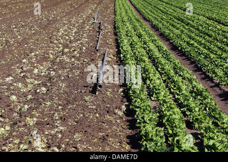 A file picture taken on 30 May 2011 shows a mutilated salad field (l) in Nuremberg, Germany. Because of the current EHEC scare in Germany, the German farmers have to get rid of a big part of their harvest. Photo: Daniel Karmann Stock Photo