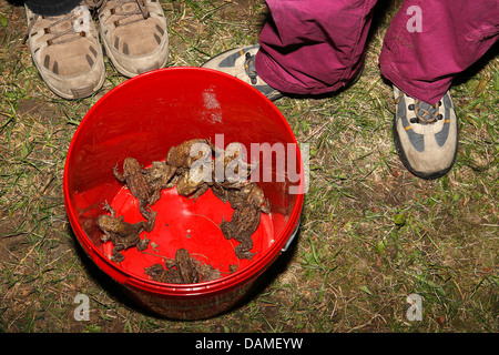 European common toad (Bufo bufo), bucket with common toads, Belgium Stock Photo