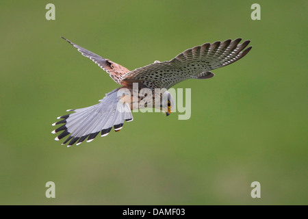 common kestrel (Falco tinnunculus), hovering in the air for capturing prey, Belgium Stock Photo