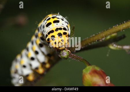 Detailed macro close-ups of the Mullein moth caterpillar (Shargacucullia verbasci) foraging and posing (25 images in series) Stock Photo