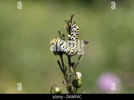 Detailed macro close-ups of the Mullein moth caterpillar (Shargacucullia verbasci) foraging and posing (25 images in series) Stock Photo