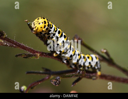 Detailed macro close-ups of the Mullein moth caterpillar (Shargacucullia verbasci) foraging and posing (25 images in series) Stock Photo