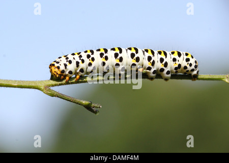 Detailed macro close-ups of the Mullein moth caterpillar (Shargacucullia verbasci) foraging and posing (25 images in series) Stock Photo
