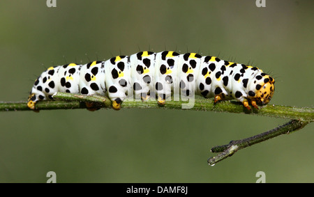 Detailed macro close-ups of the Mullein moth caterpillar (Shargacucullia verbasci) foraging and posing (25 images in series) Stock Photo