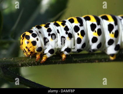 Detailed macro close-ups of the Mullein moth caterpillar (Shargacucullia verbasci) foraging and posing (25 images in series) Stock Photo