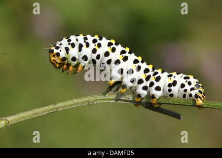 Detailed macro close-ups of the Mullein moth caterpillar (Shargacucullia verbasci) foraging and posing (25 images in series) Stock Photo