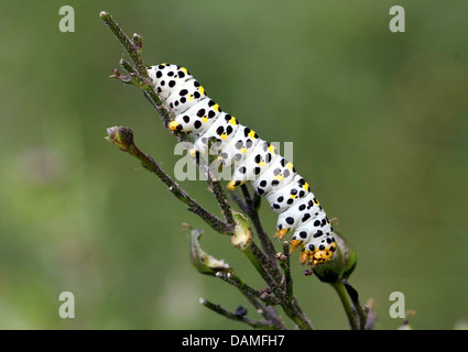 Detailed macro close-ups of the Mullein moth caterpillar (Shargacucullia verbasci) foraging and posing (25 images in series) Stock Photo