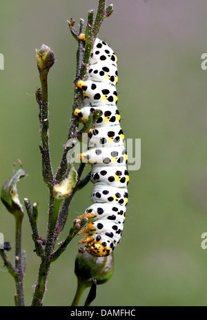 Detailed macro close-ups of the Mullein moth caterpillar (Shargacucullia verbasci) foraging and posing (25 images in series) Stock Photo