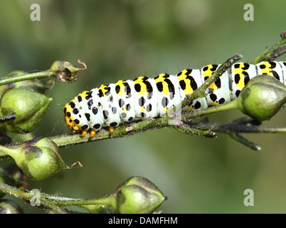 Detailed macro close-ups of the Mullein moth caterpillar (Shargacucullia verbasci) foraging and posing (25 images in series) Stock Photo