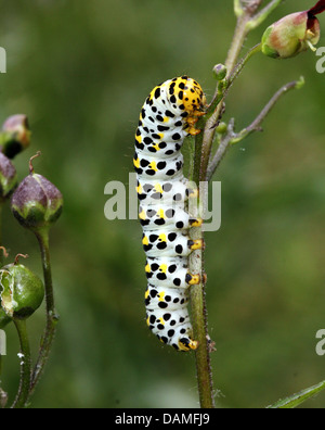 Detailed macro close-ups of the Mullein moth caterpillar (Shargacucullia verbasci) foraging and posing (25 images in series) Stock Photo