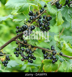 European black currant (Ribes nigrum 'Ometa', Ribes nigrum Ometa), cultivar Ometa Stock Photo