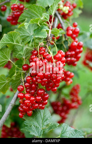 northern red currant (Ribes rubrum 'Herosta', Ribes rubrum Herosta), cultivar Herosta Stock Photo