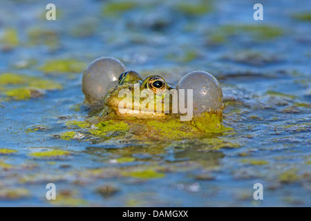 marsh frog, lake frog (Rana ridibunda, Pelophylax ridibundus), with large vocal sacks, calling, Germany, Bavaria, Isental Stock Photo