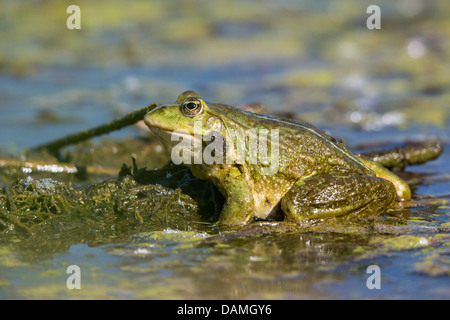 marsh frog, lake frog (Rana ridibunda, Pelophylax ridibundus), sitting at shore, Germany, Bavaria, Isental Stock Photo