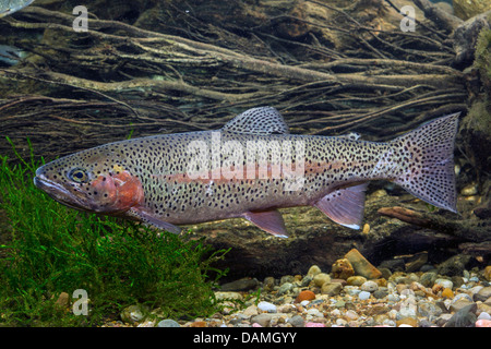 rainbow trout (Oncorhynchus mykiss, Salmo gairdneri), male Stock Photo