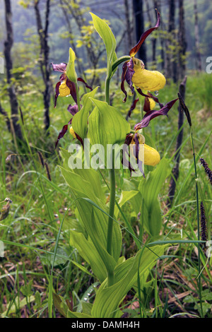 Lady's slipper orchid (Cypripedium calceolus), blooming in rain, Germany, Bavaria Stock Photo