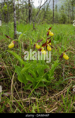 Lady's slipper orchid (Cypripedium calceolus), blooming in rain, Germany, Bavaria Stock Photo