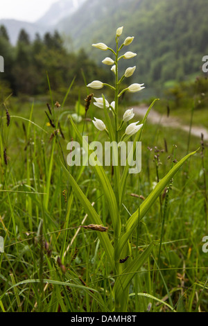 narrow-leaved helleborine (Cephalanthera longifolia), blooming, Germany, Bavaria, Koenigssee Stock Photo