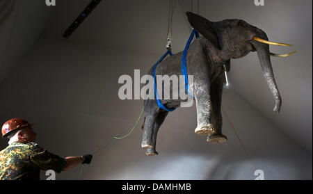 Soldiers of the German Bundeswehr secure a floating plastic elephant, that is taken to the armed forces historical museum in Dresden, germany, 17 June 2011. The elephant, 330 kilogramm in weight, was taken from the depot of the museum to the upper floor in the Libeskind building. Photo: ARNO BURGI Stock Photo