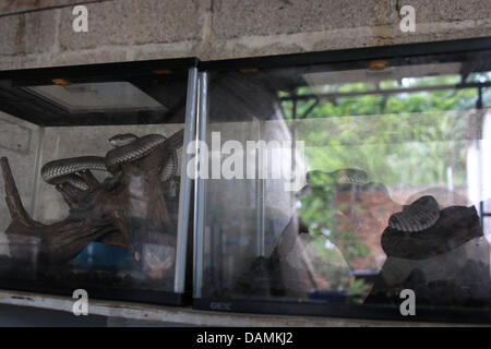 June 30, 2013 - BINTAN ISLAND, INDONESIA - JULY 16, 2013: UNDATED PHOTO - Viper reagal snake is high venom snake as Dwy Ibrahim collection at his home in Bintan island, Indonesia. Dwy Ibrahim is a reptile lover who has 30 dangerous reptiles ranging from pythons, king cobra, viper snakes and crocodiles. Dwy Ibrahim has collected reptiles for two years, which he got from hunting to the forest and a small portion was purchased from a friends. In snakes years 2013, he hopes to add up to 100 snakes, and hope to have good fortune in the year of the snake. (Credit Image: © Sijori Images/ZUMAPRESS.com Stock Photo