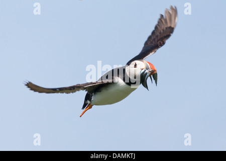 A Puffin, with sand eels, in flight on the Inner Farne, Northumberland, England Stock Photo