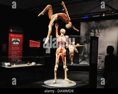 Various exhibits are on display at Gunther von Hagen's 'Bodyworlds and the Story of the Hearts' exhibition at the Postbahnhof venue in Berlin, Germany, 22 June 2011. Photo: Jens Kalaene Stock Photo