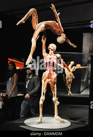 Various exhibits are on display at Gunther von Hagen's 'Bodyworlds and the Story of the Hearts' exhibition at the Postbahnhof venue in Berlin, Germany, 22 June 2011. Photo: Jens Kalaene Stock Photo
