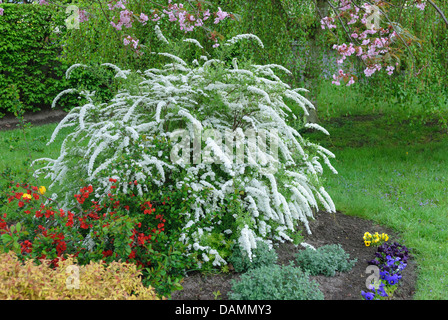 Spiraea cinerea (Spiraea cineres 'Grefsheim', Spiraea cinerea Grefsheim), blooming, Germany Stock Photo
