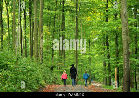 (FILE) An archive photo dated 03 October 2010 shows tourists walking through a beech forest in National Park Kellerwald-Edersee near Edertal, Germany. The UNESCO committee in Paris decides on 24 June 2011 if the nearly natural beech forests in Brandenburg, Thuringia, Hesse and Mecklenburg-Western Pomerania will recieve the coveted world heritage title. Photo: Uwe Zucchi