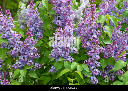 common lilac (Syringa vulgaris), bloomin, Germany Stock Photo