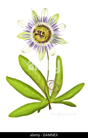Blue passion flower (Passiflora caerulea) AGM flower, leaf and tendril on the white background July Leeds West Yorkshire UK