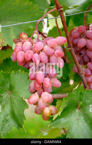 grape-vine, vine (Vitis vinifera 'Katharina', Vitis vinifera Katharina), cultivar Katharina Stock Photo