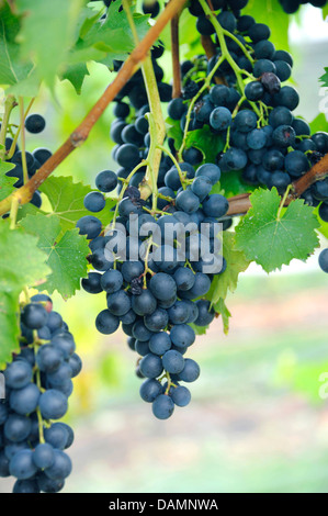 grape-vine, vine (Vitis vinifera 'Muscat Bleu', Vitis vinifera Muscat Bleu), cultivar Muscat Bleu Stock Photo