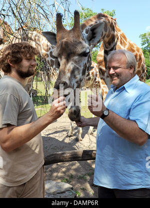 Zoo director Dr. Joerg Junhold (R) and zoo animal keeper Rene Forberg feed giraffes at the outdoor enclosure of the zoo in Leipzig, Germany, 3 June 2011. Among others the enclosure, that has been recreated in the African savannah landscape, hosts Rothschild giraffes, Grevy zebras, sable antelopes and Thomson gazelles. The animals are presented at the so-called zoo's showcase and ca Stock Photo