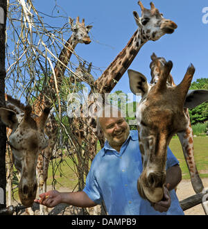 Zoo director Dr. Joerg Junhold feeds giraffes at the outdoor enclosure of the zoo in Leipzig, Germany, 3 June 2011. Among others the enclosure, that has been recreated in the African savannah landscape, hosts Rothschild giraffes, Grevy zebras, sable antelopes and Thomson gazelles. The animals are presented at the so-called zoo's showcase and can be viewed from outside. The zoo was  Stock Photo