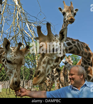Zoo director Dr. Joerg Junhold feeds giraffes at the outdoor enclosure of the zoo in Leipzig, Germany, 3 June 2011. Among others the enclosure, that has been recreated in the African savannah landscape, hosts Rothschild giraffes, Grevy zebras, sable antelopes and Thomson gazelles. The animals are presented at the so-called zoo's showcase and can be viewed from outside. The zoo was  Stock Photo