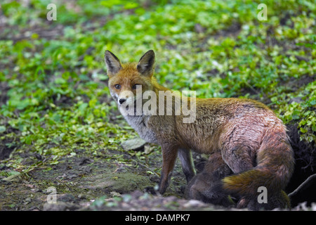 red fox (Vulpes vulpes), vixen sucking two fox cubs at the den, Germany Stock Photo
