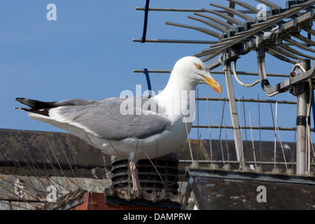Common Gull perched on rooftop Stock Photo