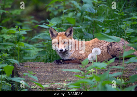 red fox (Vulpes vulpes), lying on a tree trunk, Germany Stock Photo