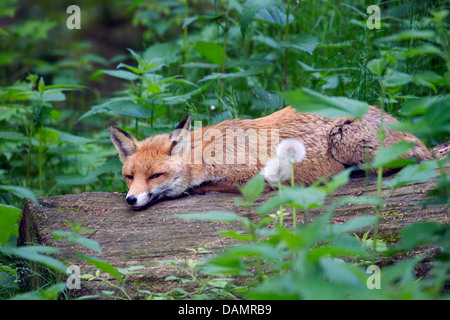 red fox (Vulpes vulpes), lying on a tree trunk and resting, Germany Stock Photo