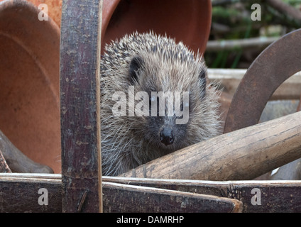 European hedgehog in garden Stock Photo