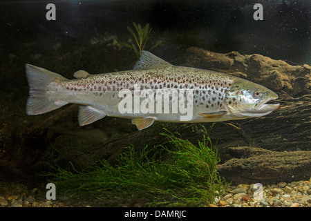 lake trout (Salmo trutta lacustris), male Stock Photo