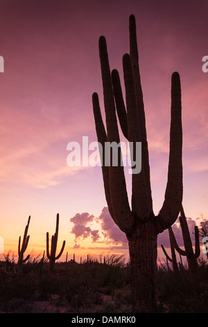 USA, Arizona, Tucson, Saguaro National Park Stock Photo