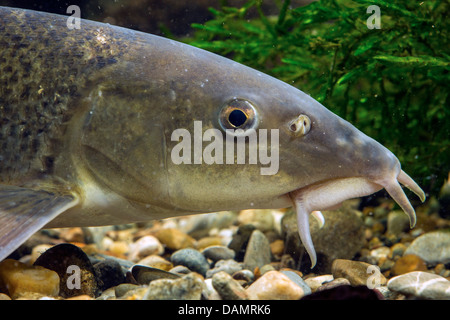 barbel (Barbus barbus), portrait Stock Photo