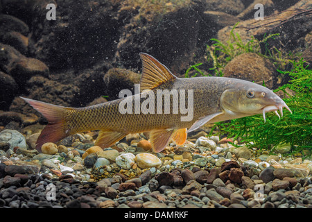 barbel (Barbus barbus), swimming Stock Photo