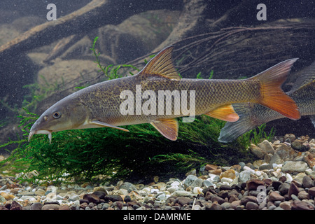 barbel (Barbus barbus), swimming Stock Photo