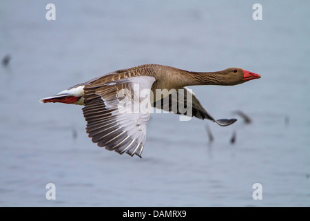greylag goose (Anser anser), flying close to the water surface, Germany, Bavaria, Lake Chiemsee Stock Photo