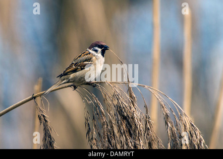 Eurasian tree sparrow (Passer montanus), sitting on reed with panicle in the bill, Germany, Bavaria, Isental Stock Photo